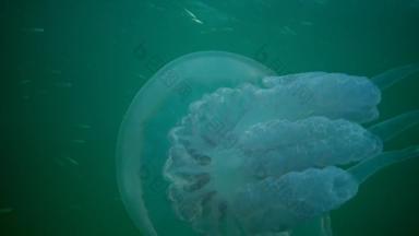 弗莱马鲭鱼共生水母rhizostoma表示“肺”一般桶水母dustbin-lid水母frilly-mouthed水母钵水母家庭根瘤科